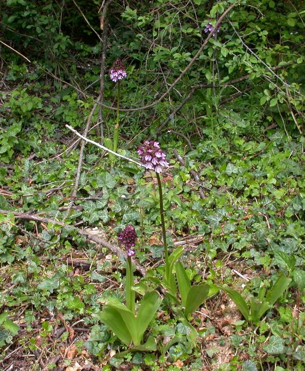 Orchis purpurea - flora Toscana